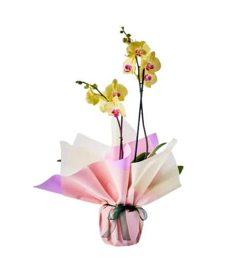 Double Yellow Orkide