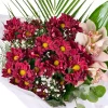 Velvet Daisy - 2