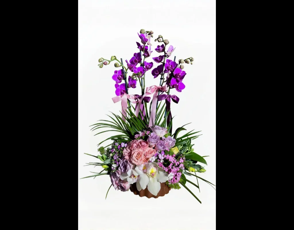 Mystic Energy Luxury Orkide