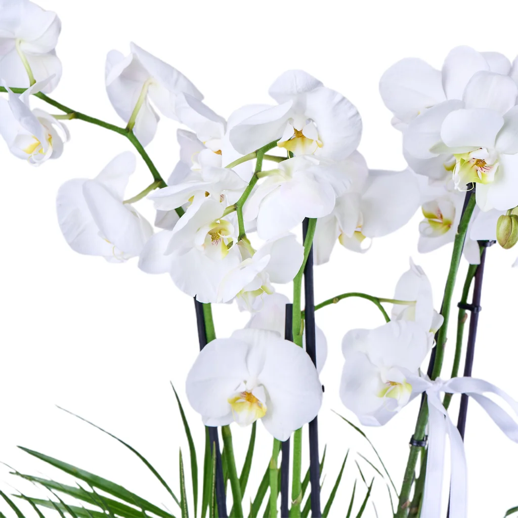 Premium 4 Dallı Beyaz Orkide - 3
