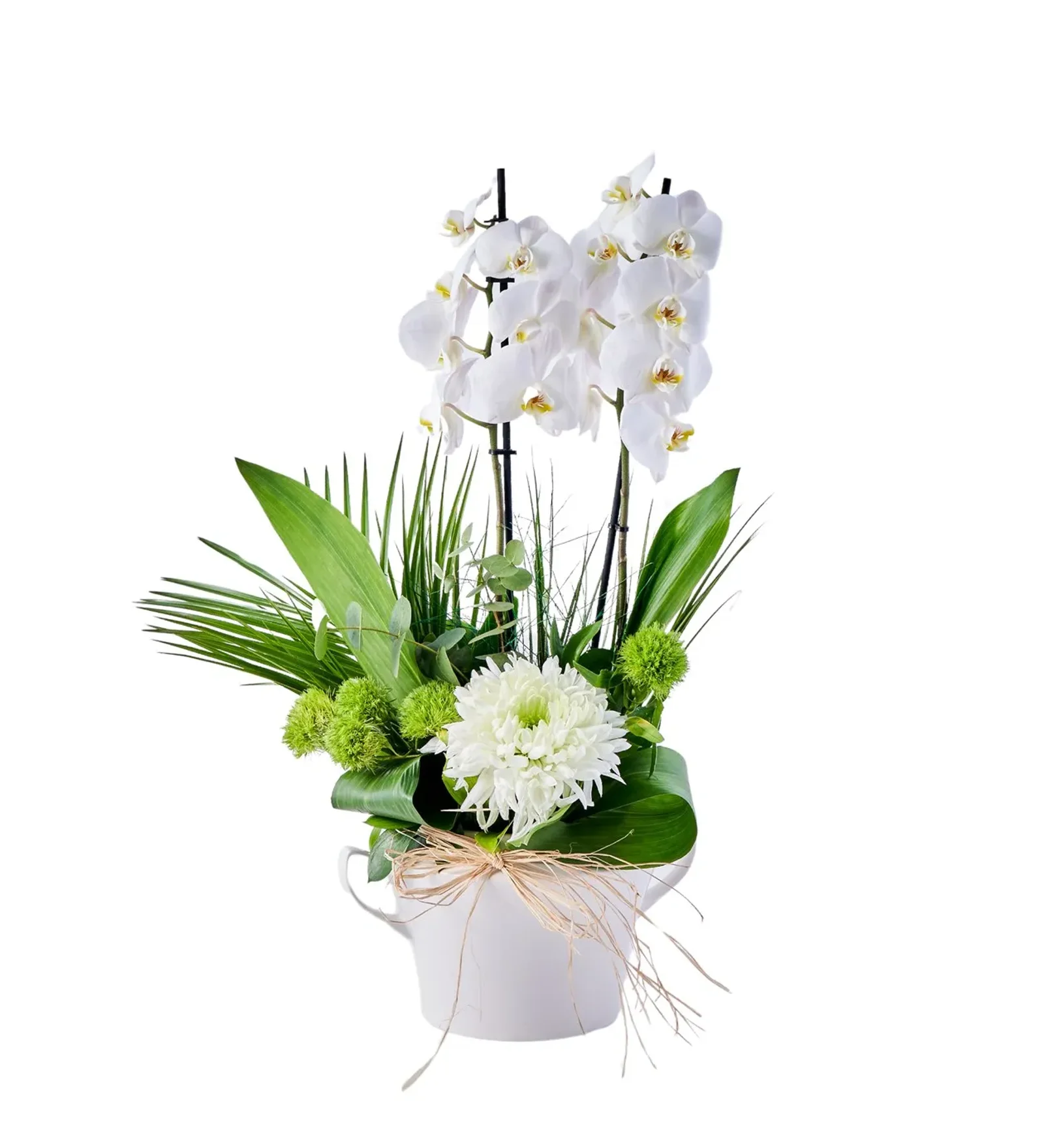 Lux Double White Orkide