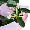Madagaskar Yasemini - 3