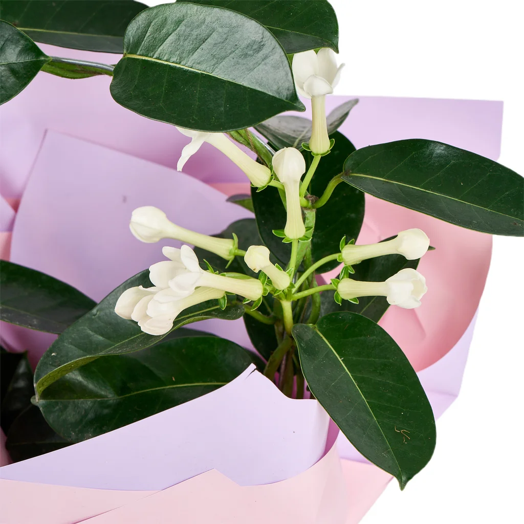 Madagaskar Yasemini - 4