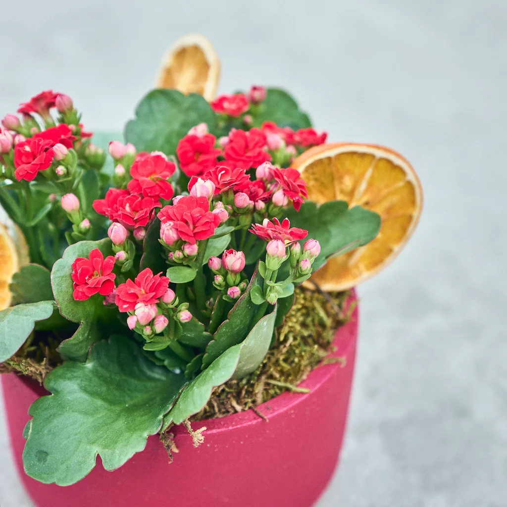 Red Dream Kalanchoe - 3