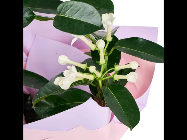 Madagaskar Yasemini - 3