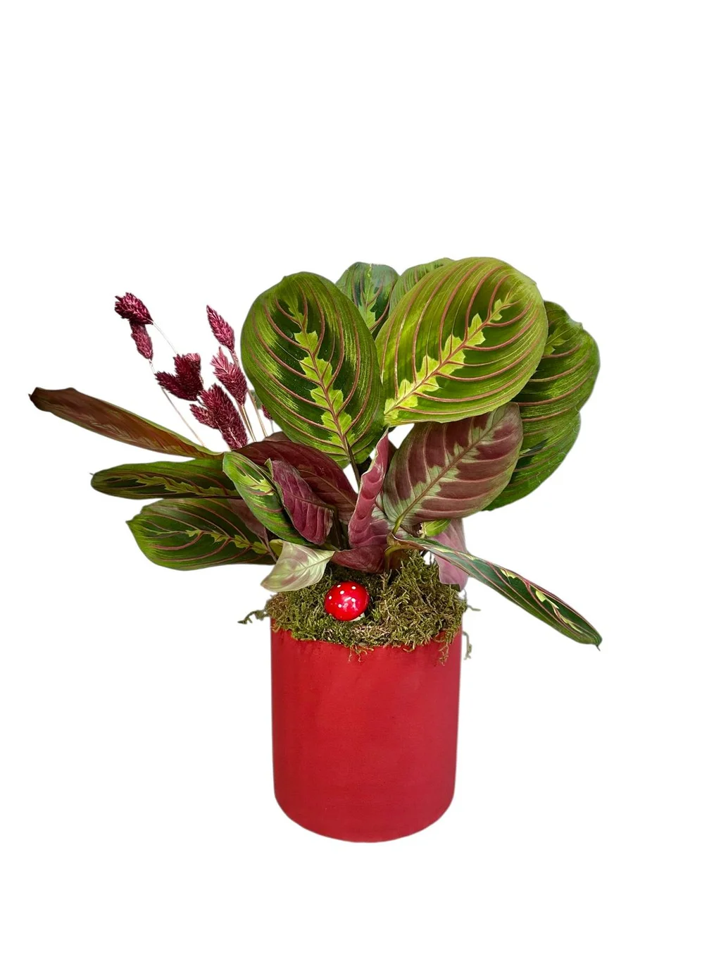 Dua Çiçeği Bakımı ve Çeşitleri