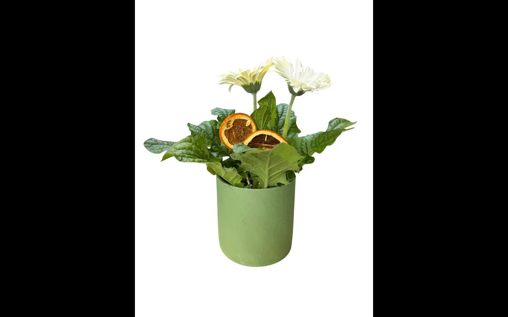 Beyaz Saksı Gerbera