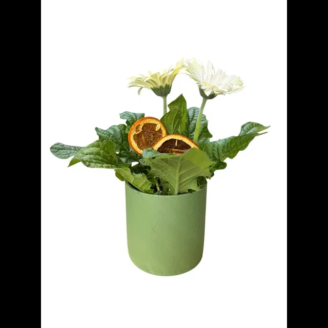 Beyaz Saksı Gerbera