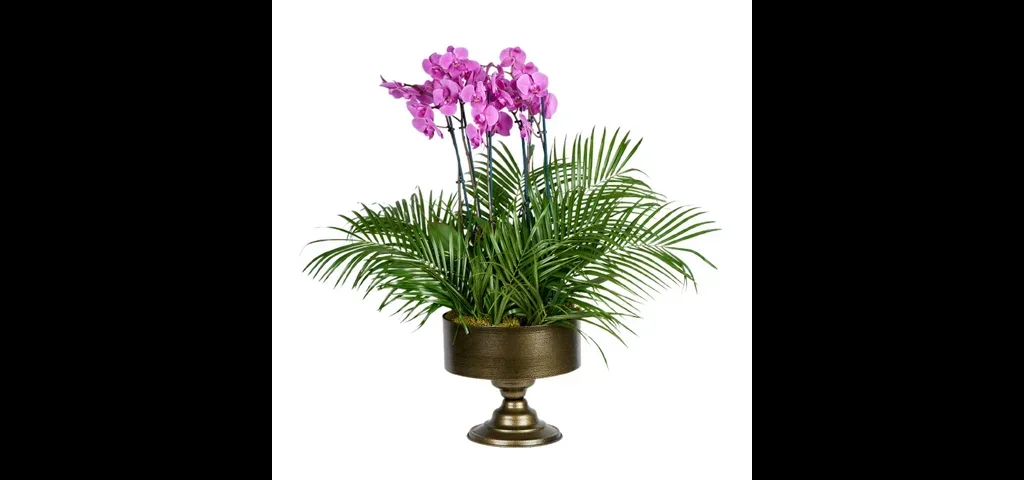 6 Dallı Mor Orkide