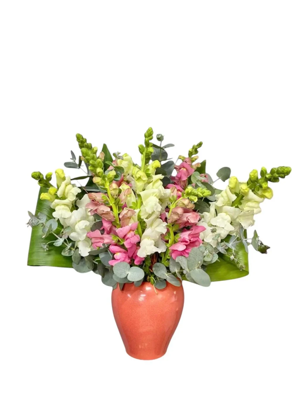 Pure Essence Aslanağzı