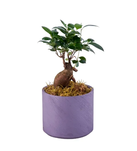 Saksıda Bonsai Ağacı