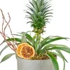 Saksılı Tropikal Ananas - 2