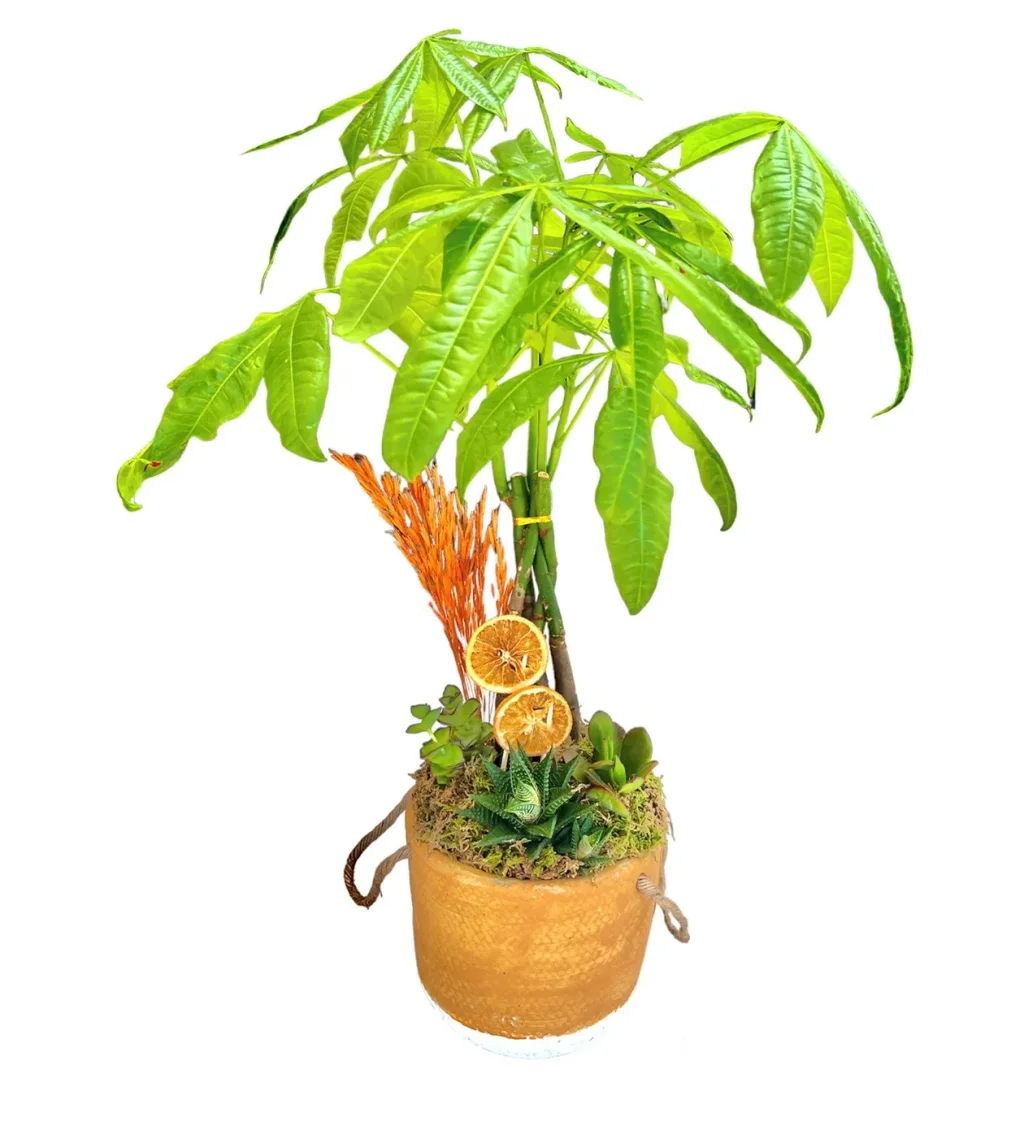 Happy Para Ağacı (Pachira) - 50-60cm