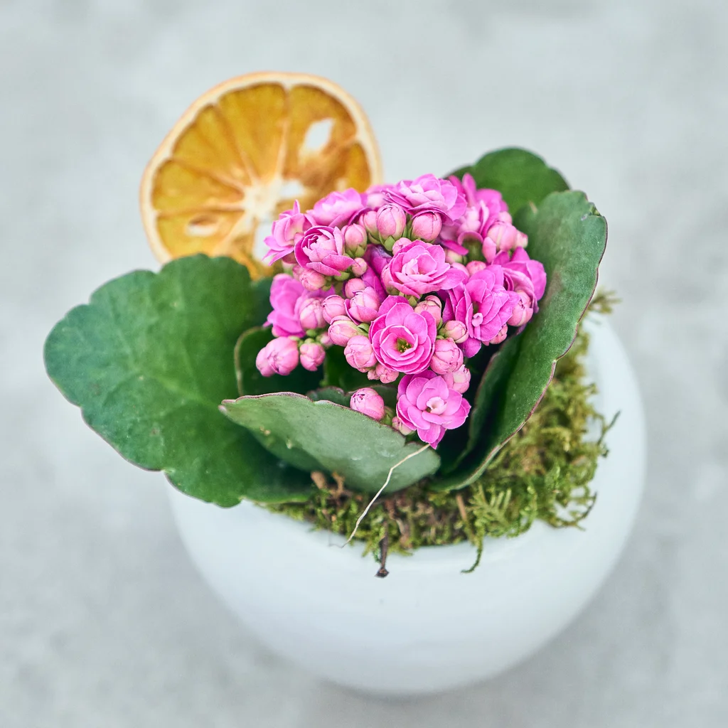 Vazoda Pembe Kalanchoe - 3