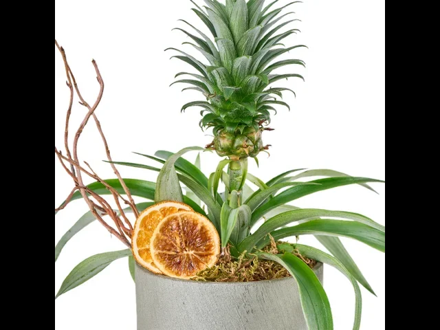 Saksılı Tropikal Ananas - 2
