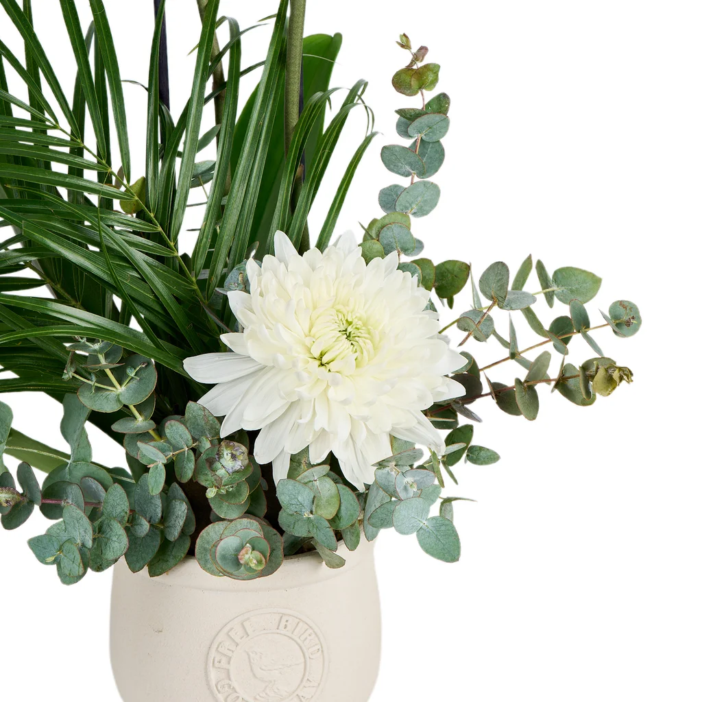 Double Sweet White Orkide - 4