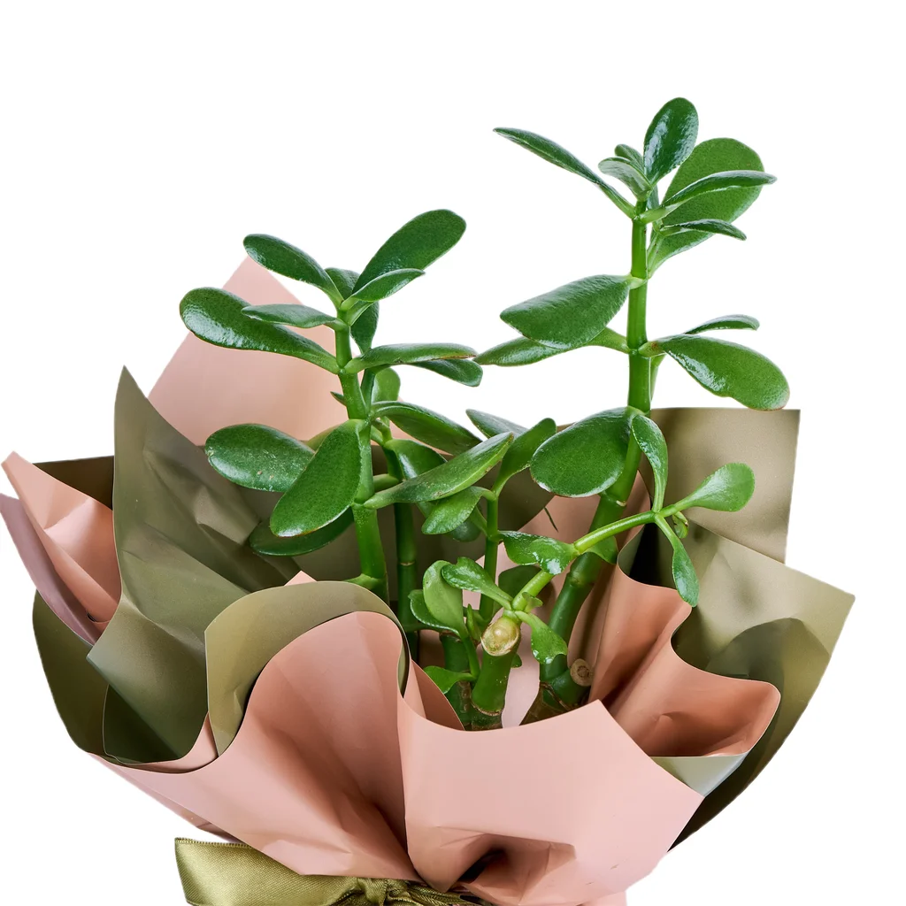 Şans Çiçeği (Crassula) - 3