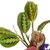 Saksılı Dua Çiçeği - 2