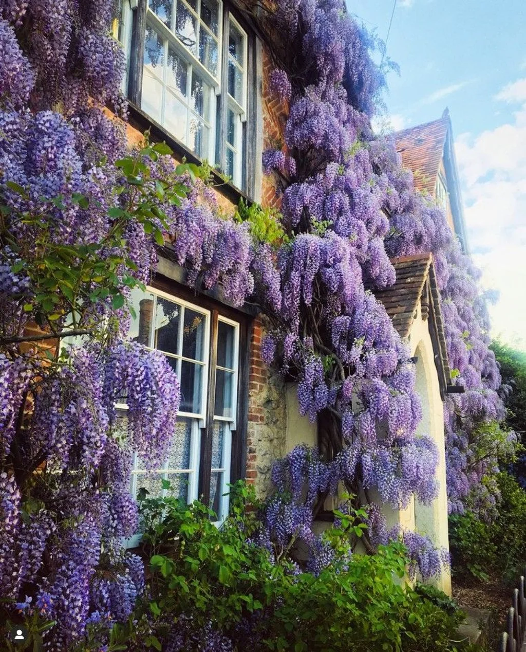 Mor Salkım Bitkisi Nedir? Özellikleri ve Bakım Önerileri