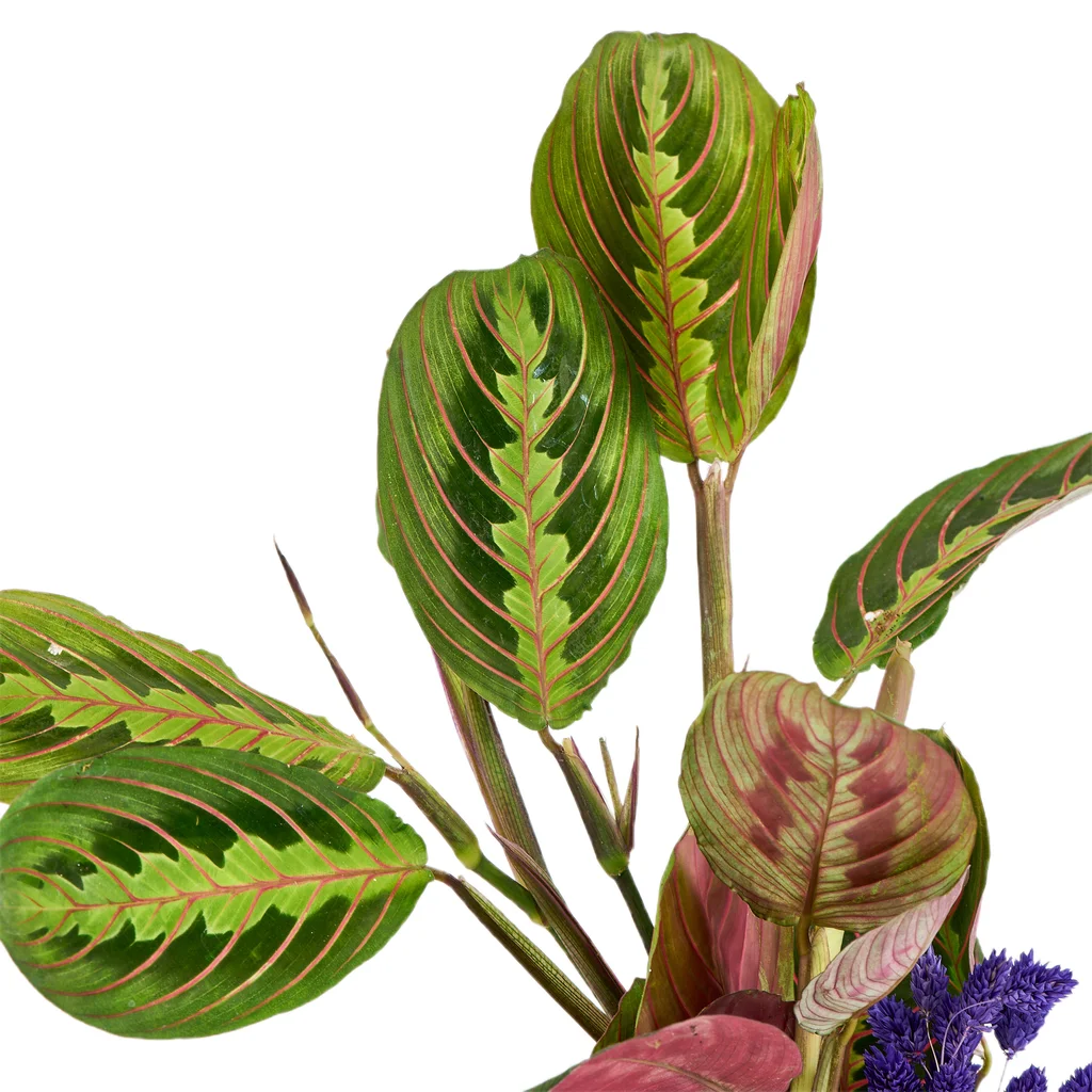 Saksılı Dua Çiçeği - 3