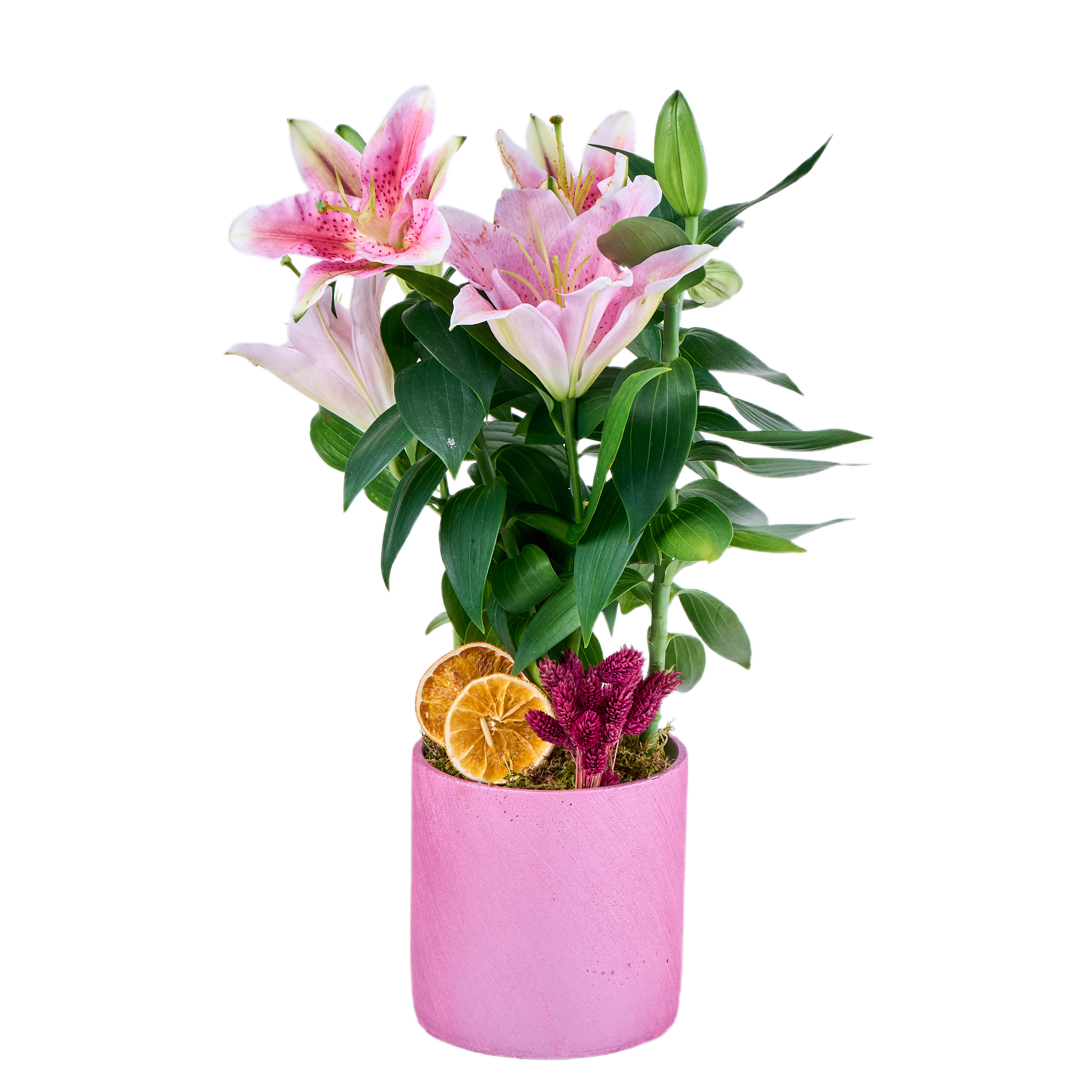 Saksılı Pembe Lilyum - 8