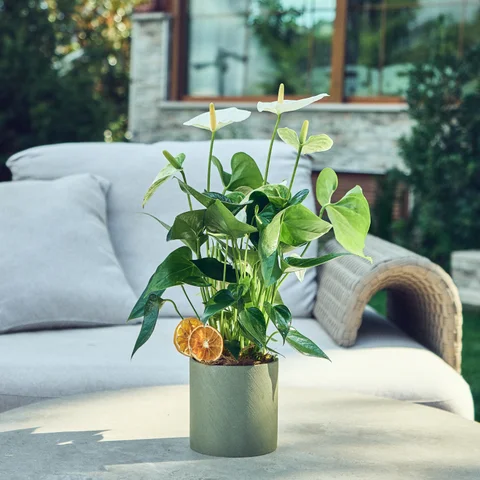 Saksılı Beyaz Antoryum