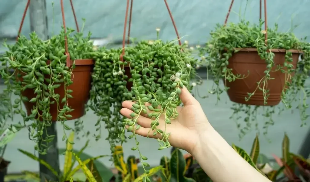 Tesbih Çiçeği Nedir? Özellikleri ve Bakımı