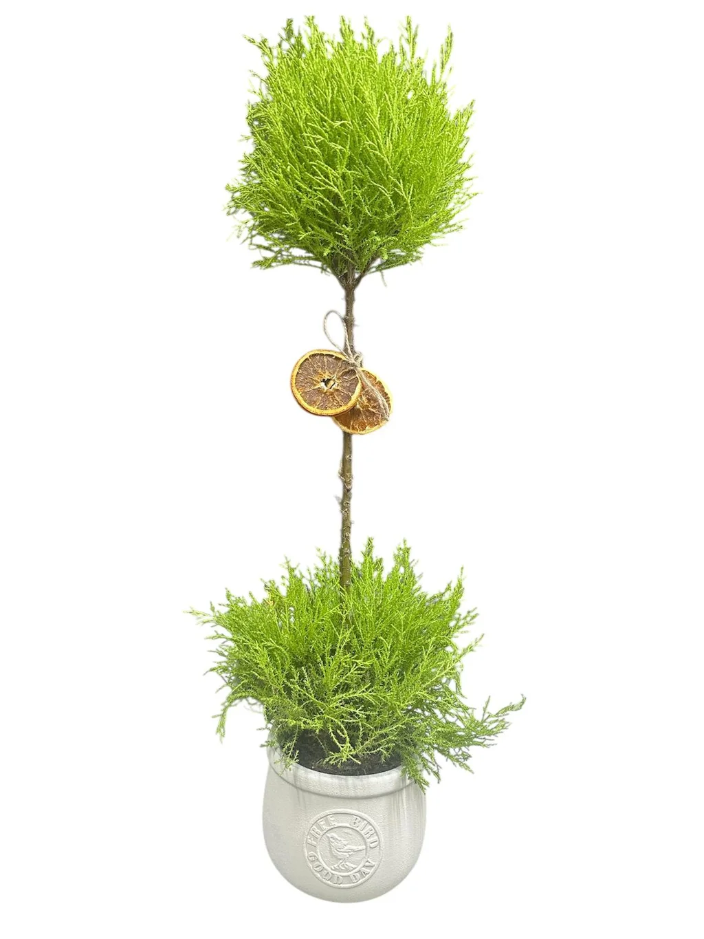 Saksılı Top Limon Servi