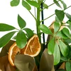 Şeflera Bitkisi (Schefflera) - 3