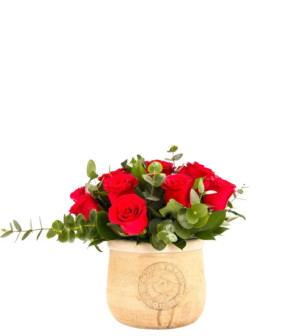 Classy Vibes Kırmızı Güller