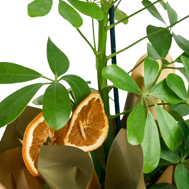 Şeflera Bitkisi (Schefflera) - 3