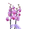 Magic Line Purple Orkide - 2
