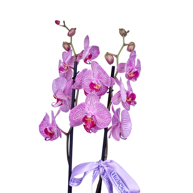 Magic Line Purple Orkide - 2