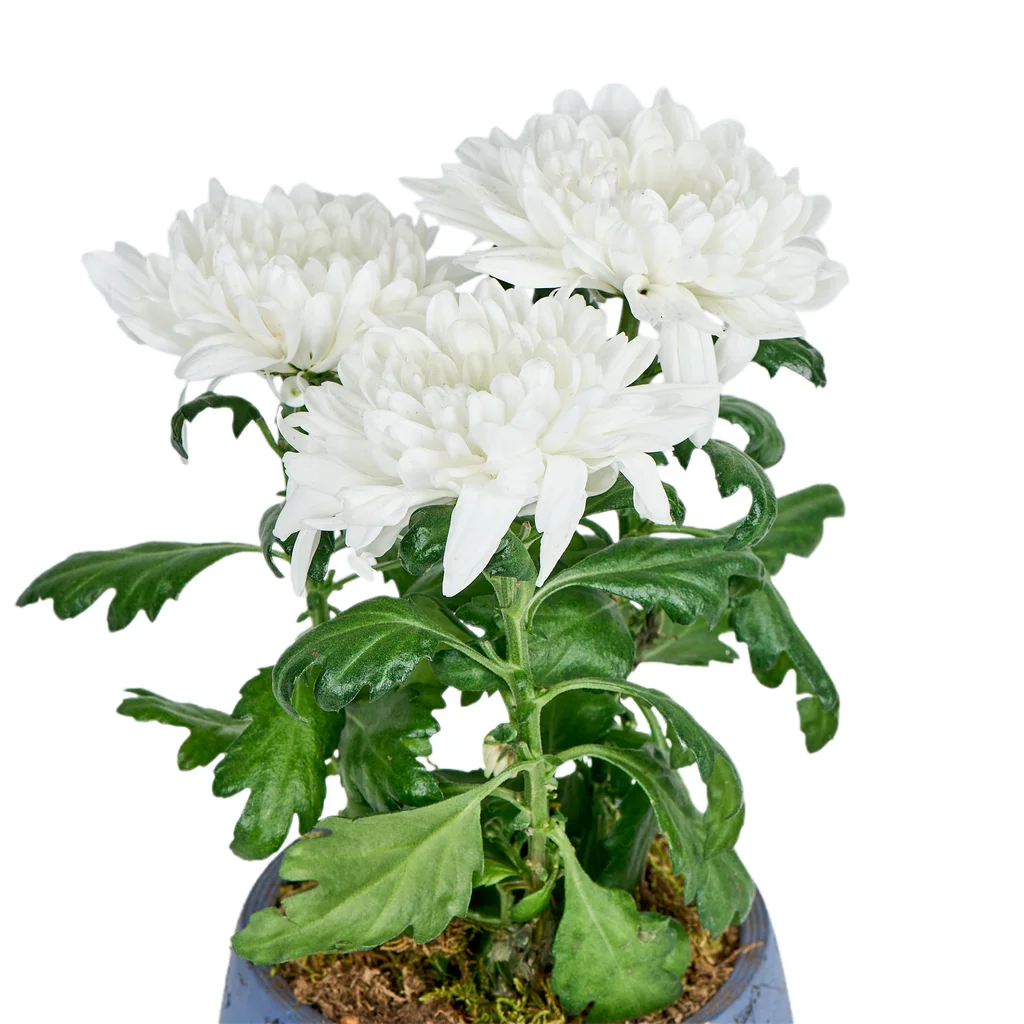 Winter Snow Kasımpatı - 3