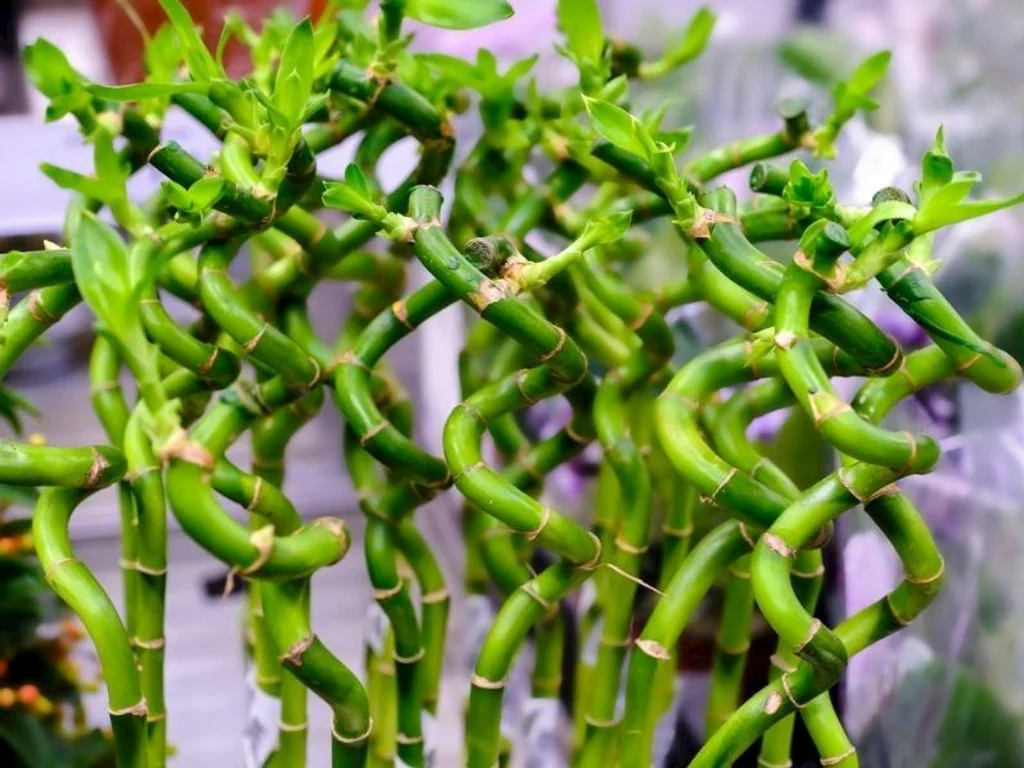 Şans Bambusu Nasıl Yetiştirilir?