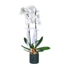 Emerald White Orkide
