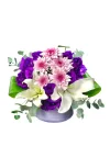 Purple Festive