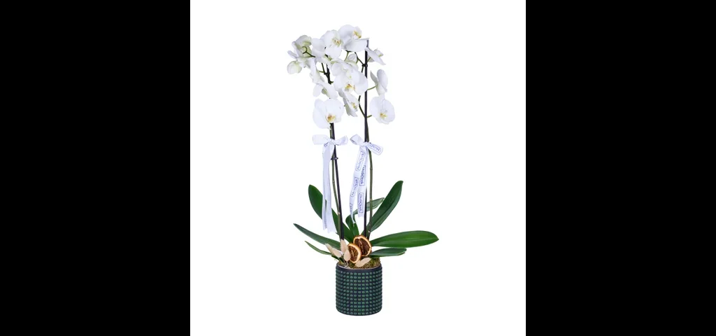 Emerald White Orkide