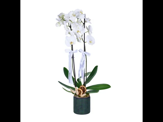 Emerald White Orkide