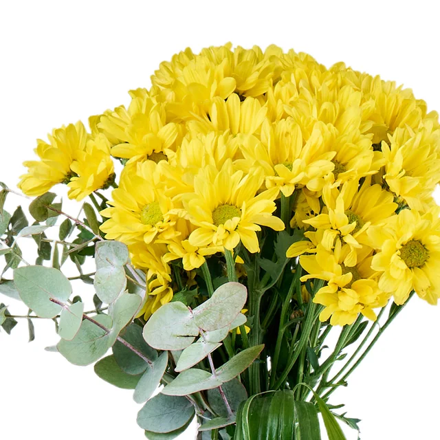 My Yellow Papatya - 2
