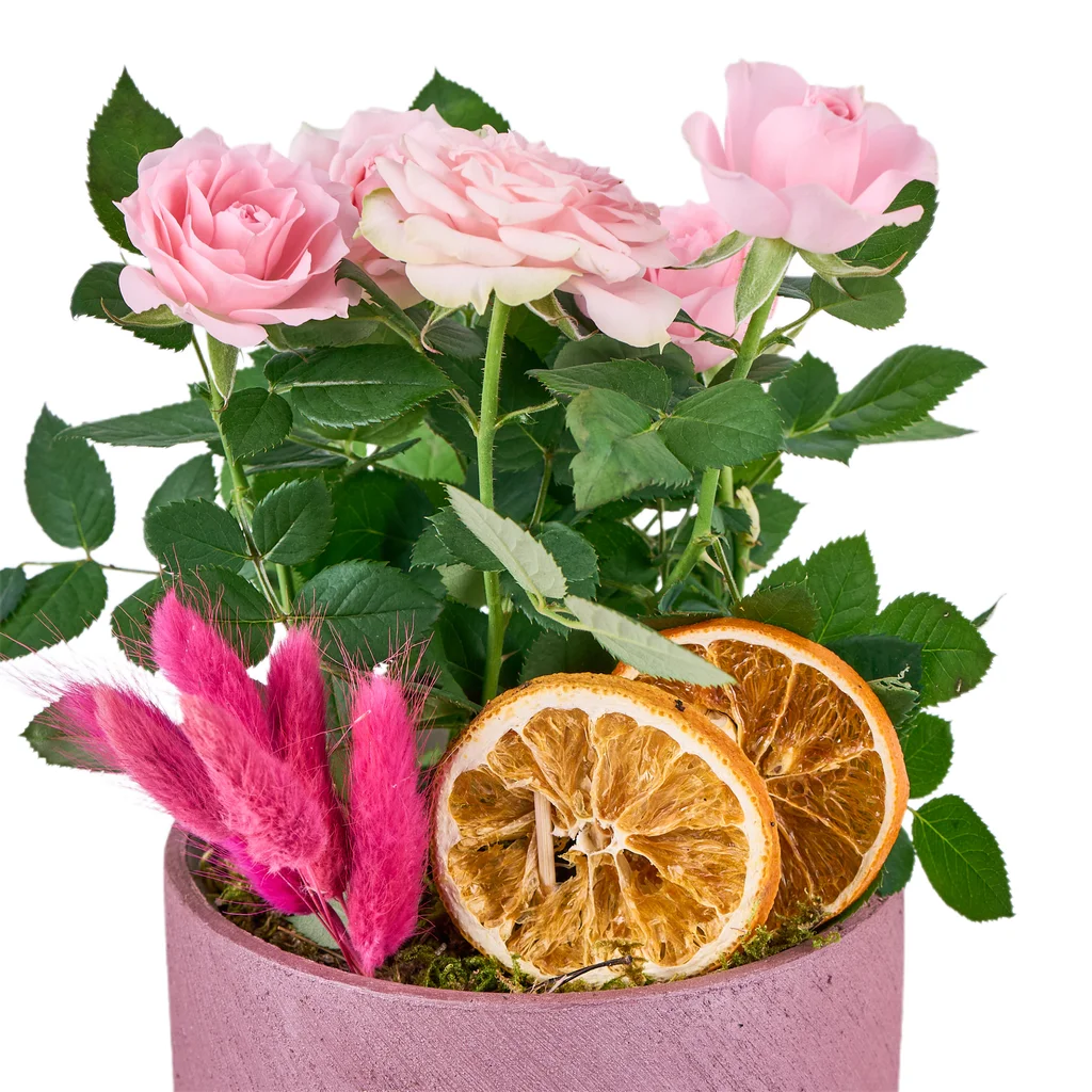 Saksılı Pembe Gül Fidanı - 3