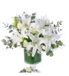 Lilyum Serenity - 2