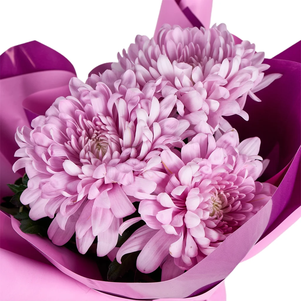 Saksıda Pembe Kasımpatı - 4