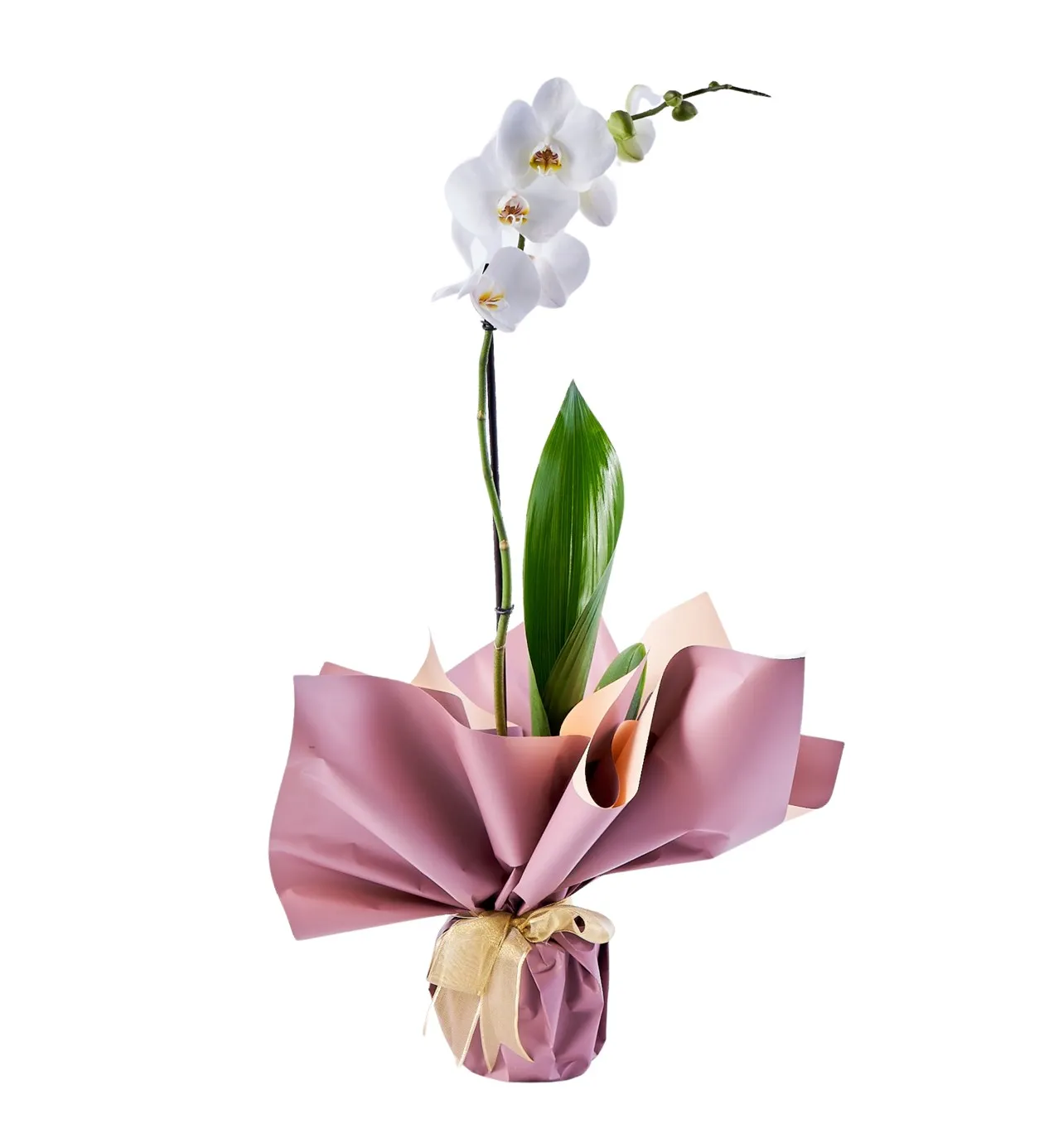 White Tek Dal Orkide - 5