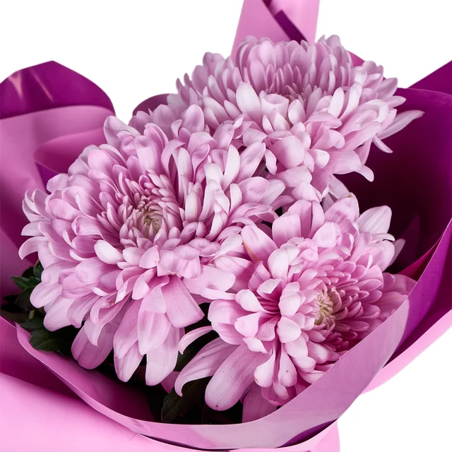 Saksıda Pembe Kasımpatı - 3