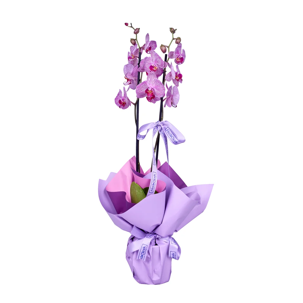 Magic Line Purple Orkide