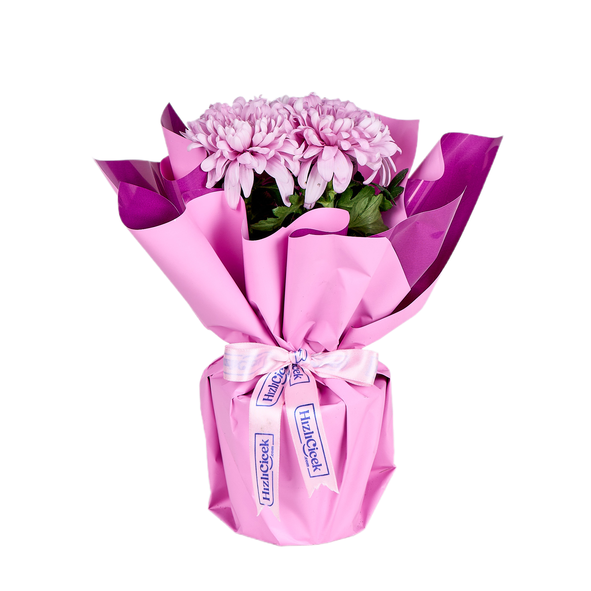 Saksıda Pembe Kasımpatı - 8