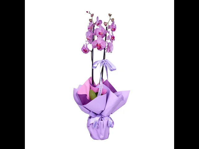 Magic Line Purple Orkide