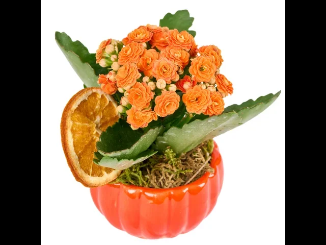 Turuncu Kalanchoe Halloween Aranjmanı - 3