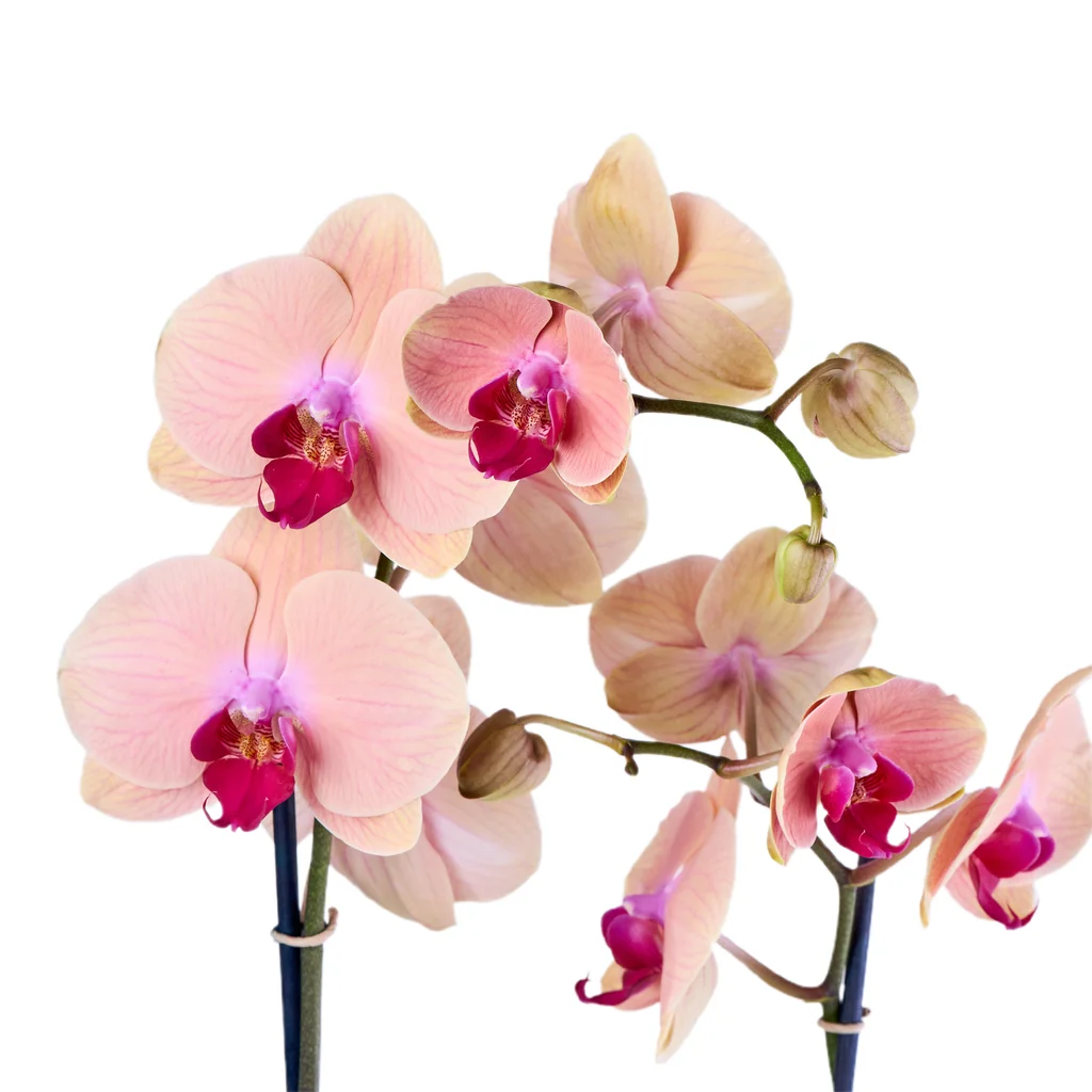 Berry Bloom Orkide - 3